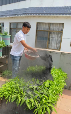 家庭养花用生根粉