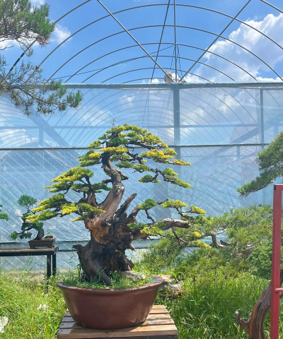 黄金柏是属于什么柏