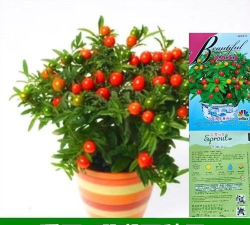 冬珊瑚种子怎么种植