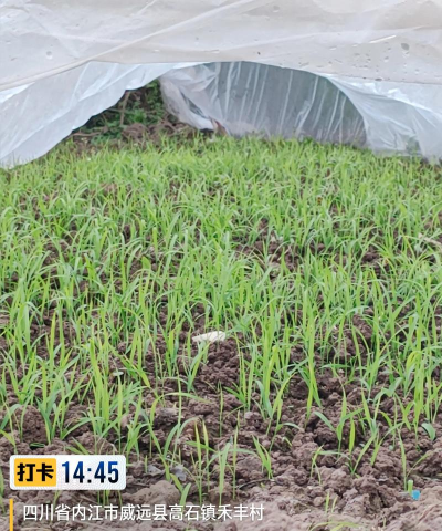 稻子苗床用的土能养花吗