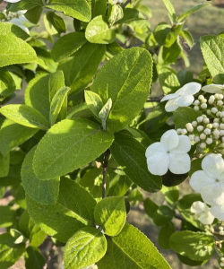 琼花为什么叶子变色