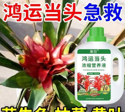 家庭养花用生根粉