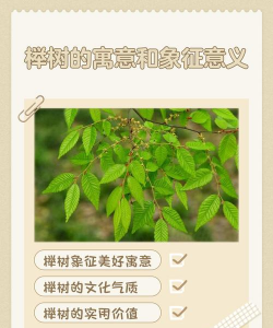 古老榉树有什么寓意