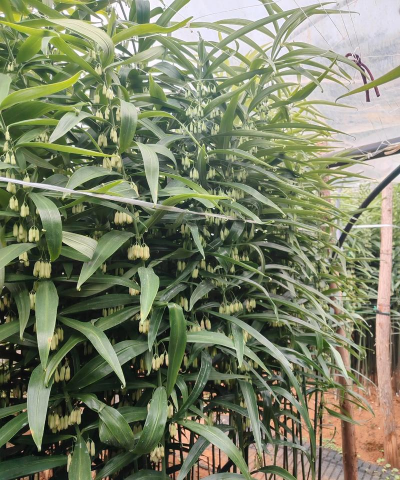 点花黄精怎么养