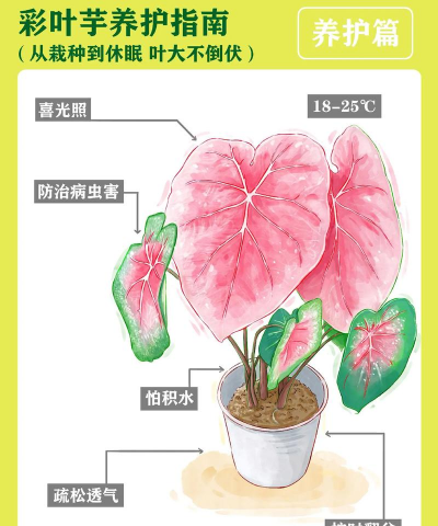 彩叶芋怎么种植