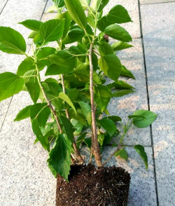 桑叶牡丹小苗怎么养护