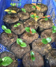 家庭养花用生根粉