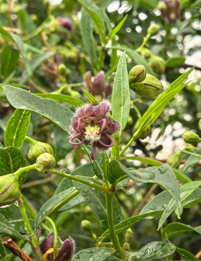 杠柳叶子怎么使用