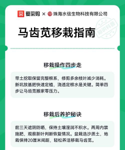 马齿苋怎么移栽