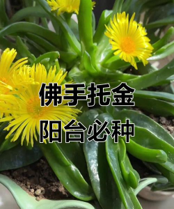 佛手托金适合什么盆