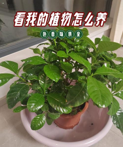 养花什么花不容易发芽呢