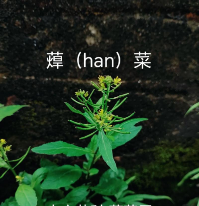 野茼蒿菜什么科