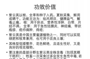 紫云英什么用途