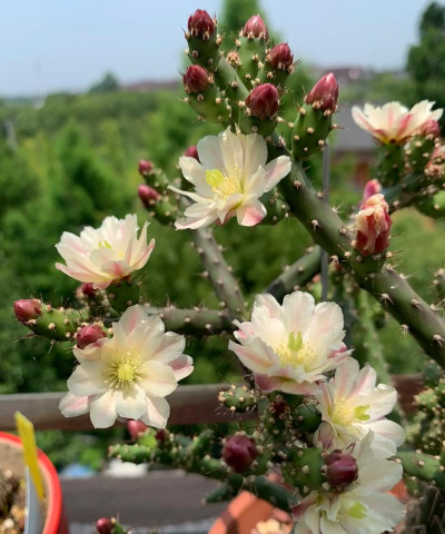 家庭养花用生根粉