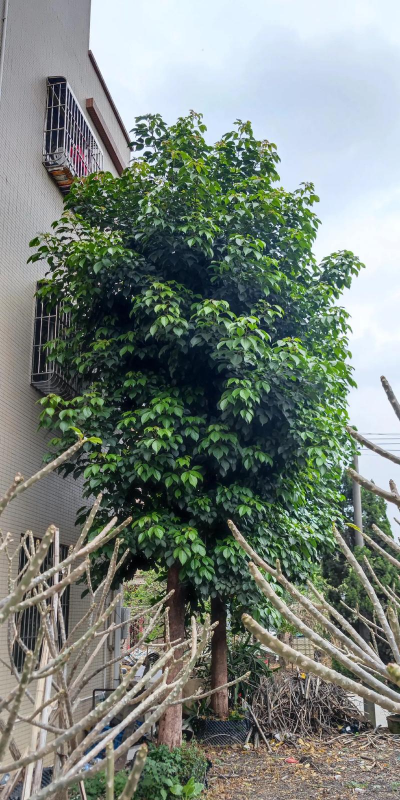 秋枫积水怎么处理