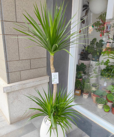 叶子像龙血树叫什么花