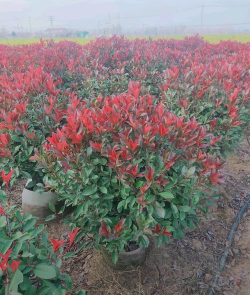 红叶石楠是什么科属