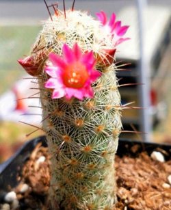 银手指什么时候繁殖