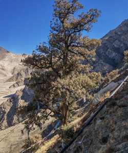 拉萨市树是什么树