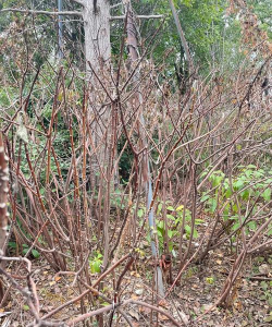 结香为什么会枯死