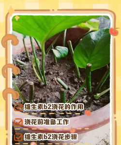 家庭养花用生根粉