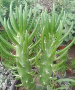 将军棒怎么养粗壮