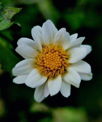 木茼蒿是什么科属