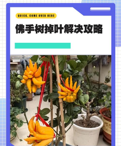佛手不长叶怎么补救