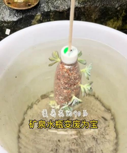 家庭养花用生根粉