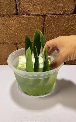 家庭养花用生根粉