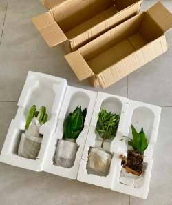 纸箱能当植料养花吗吗