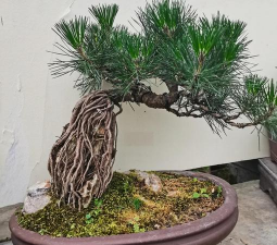 盆栽黑松需要什么肥