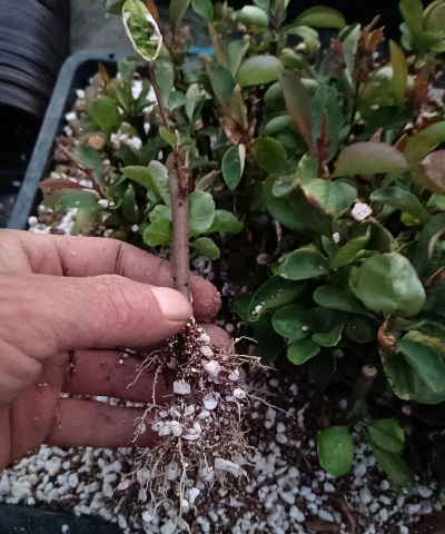 家庭养花用生根粉