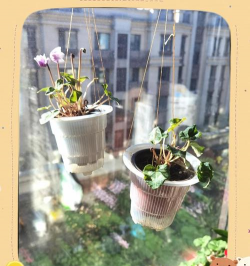 家庭养花用生根粉