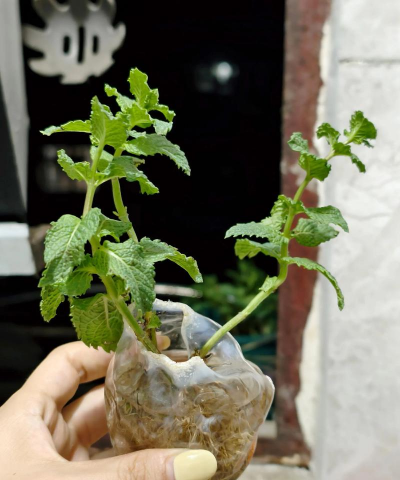 家庭养花用生根粉