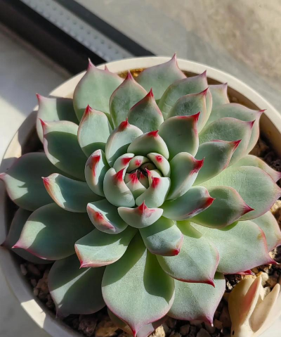 什么多肉要晒太阳