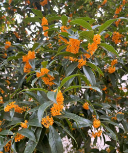 丹桂飘香指什么时候