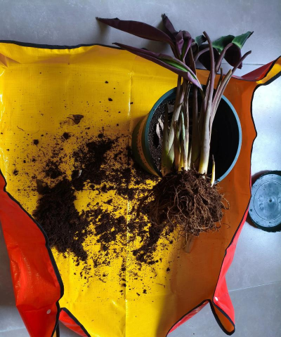 家庭养花用生根粉