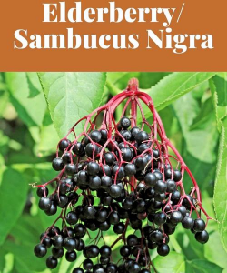 接骨木果又名什么