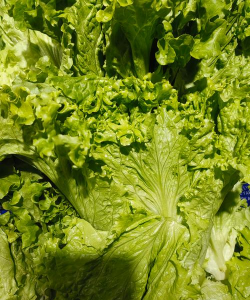 生菜中是什么样子