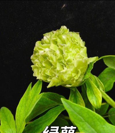 绿色牡丹叫什么名字