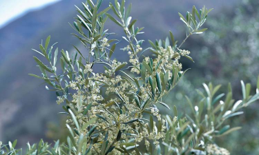 橄榄花是什么颜色的