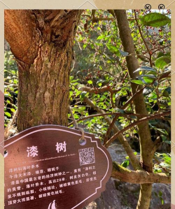 漆树油可以用来养花吗