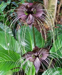 老虎须花什么季节开花