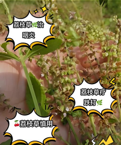 荔枝草外敷有什么作用