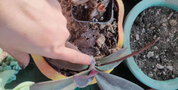 家庭养花用生根粉