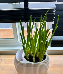 盆栽的葱怎么过冬