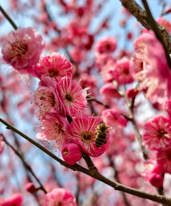 梅花梅花什么季节开花的