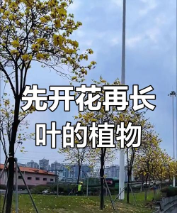 花什么时候长叶