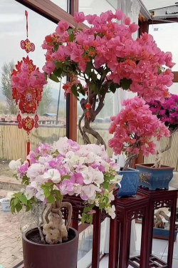 东北三角梅养花人